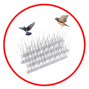 Bird Control dubai