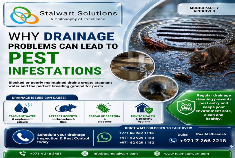 Why Drainage Problems Can Lead to Pest Infestations