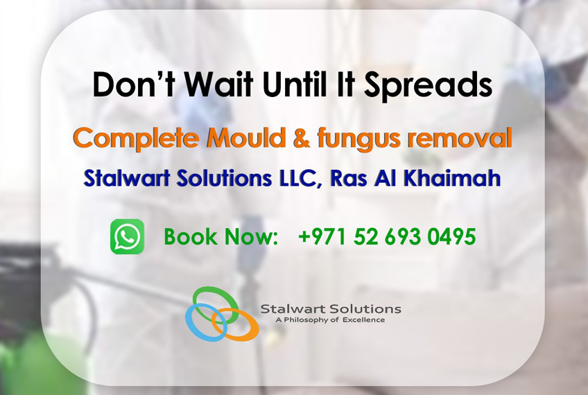 mould-problem-how-to-fix-it-fast-and-safely