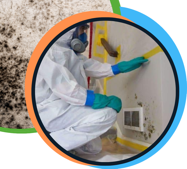 Mould/Fungus Remediation