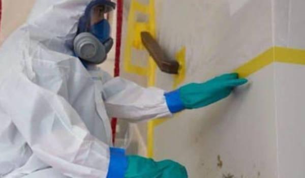 Mould/Fungus Remediation