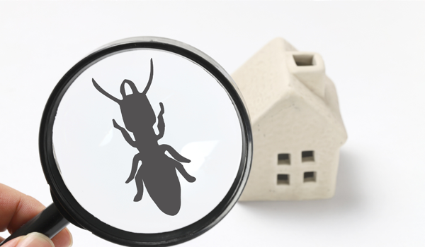 Termite Control Services